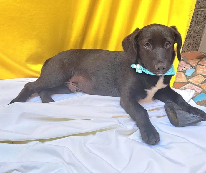 Cachorro ra a SRD-ViraLata idade 2 a 6 meses nome Bento