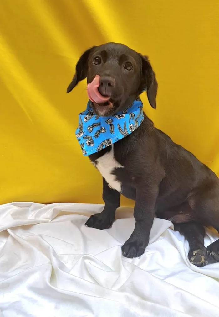 Cachorro ra a SRD-ViraLata idade 2 a 6 meses nome Bento