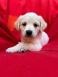 Shy