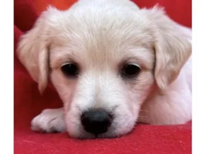 Cachorro raça SRD-ViraLata idade 2 a 6 meses nome Shy
