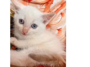 Gato raça Siamês idade Abaixo de 2 meses nome Filhotes 