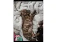 Bebês (alguns mix pit)