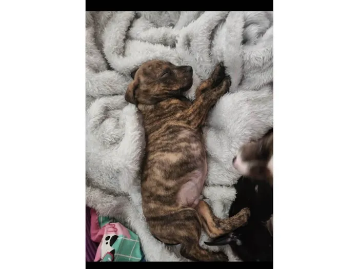 Cachorro ra a SRD-ViraLata idade 2 a 6 meses nome Bebês (alguns mix pit)