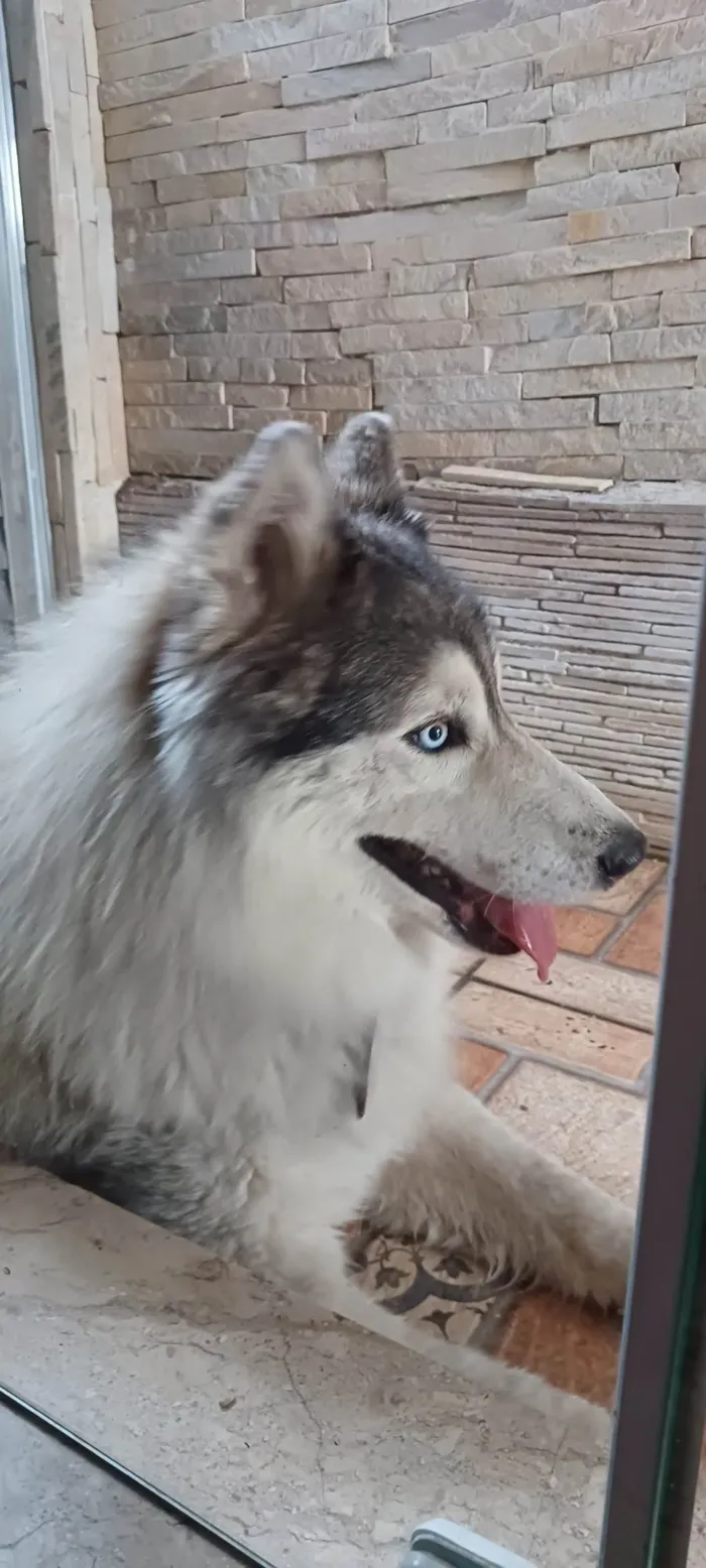 Cachorro ra a Husky Siberiano idade 5 anos nome Thor