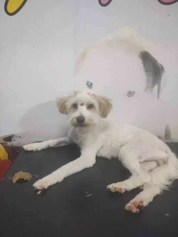 Cachorro ra a Poodle idade 1 ano nome Princesa 