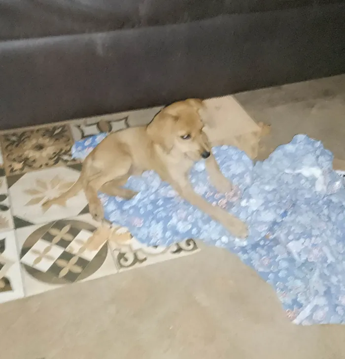 Cachorro ra a  idade 2 a 6 meses nome Teca