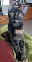 Cacau