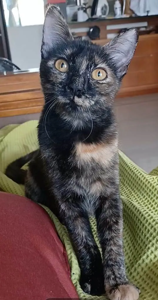 Gato ra a SRD-ViraLata idade 1 ano nome Cacau