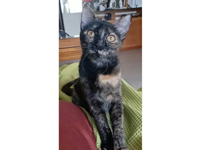 Gato ra a SRD-ViraLata idade 1 ano nome Cacau