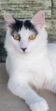 Safira