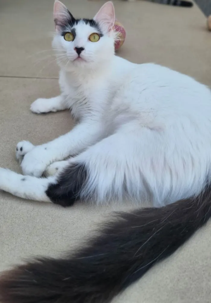 Gato ra a SRD-ViraLata idade 1 ano nome Safira