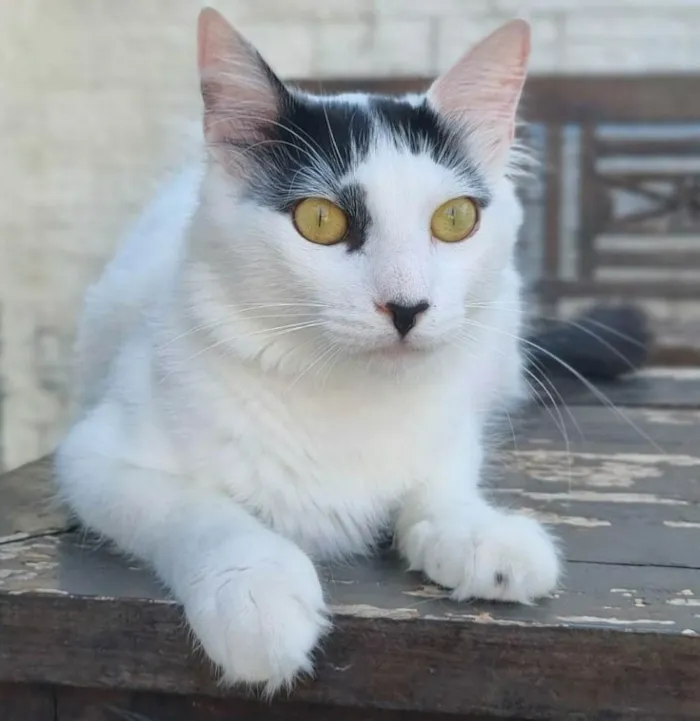 Gato ra a SRD-ViraLata idade 1 ano nome Safira