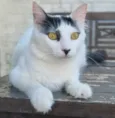 Safira