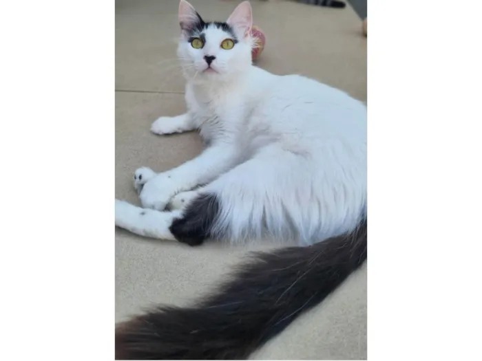 Gato ra a SRD-ViraLata idade 1 ano nome Safira