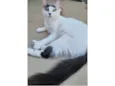 Safira