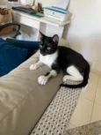 MIA