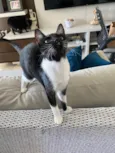 MIA