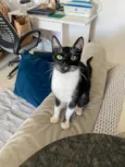 MIA