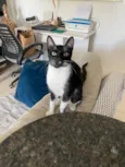 MIA
