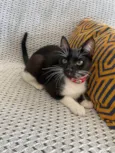MIA