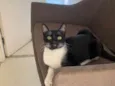 MIA
