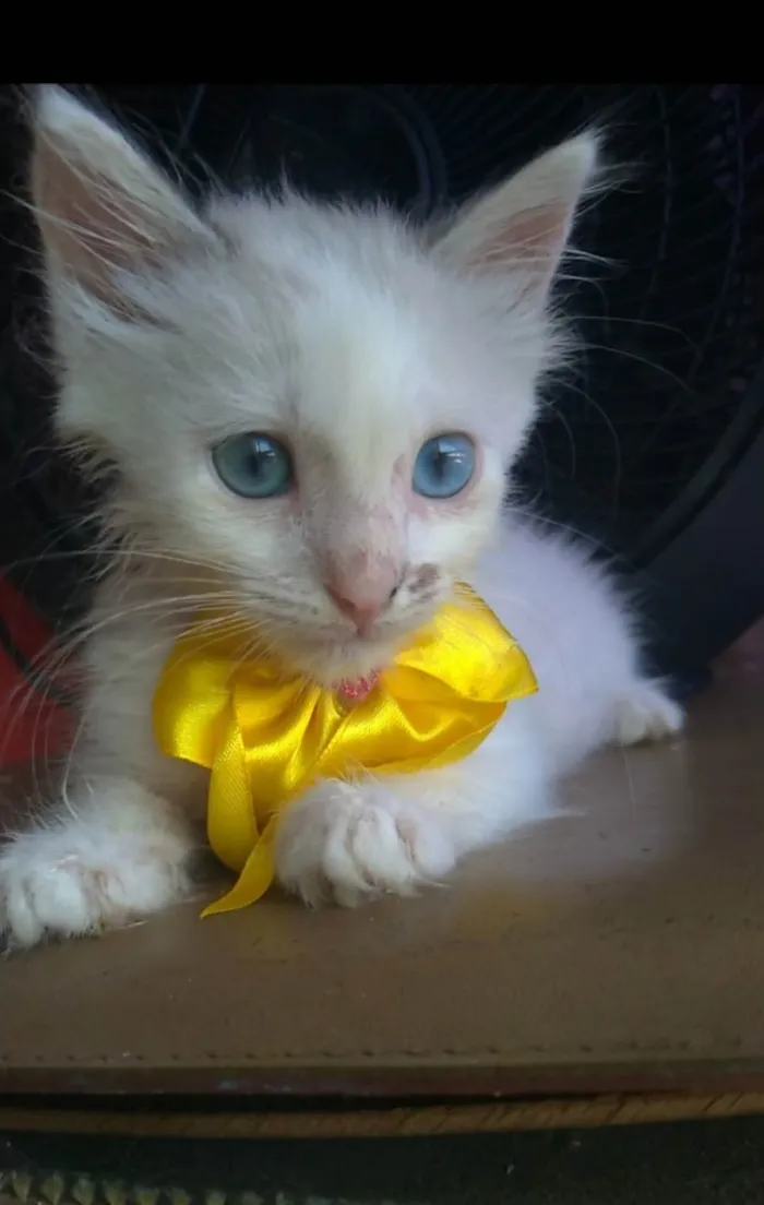 Gato ra a SRD-ViraLata idade 2 a 6 meses nome Keike