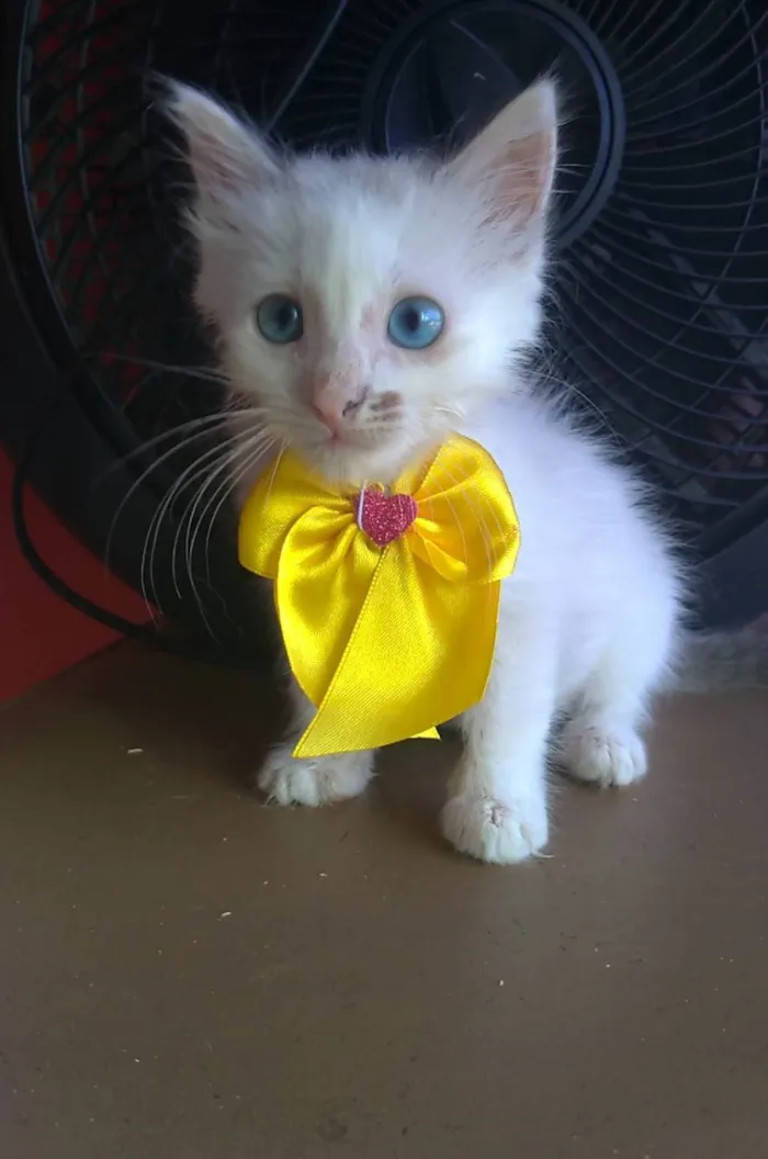 Gato ra a SRD-ViraLata idade 2 a 6 meses nome Keike