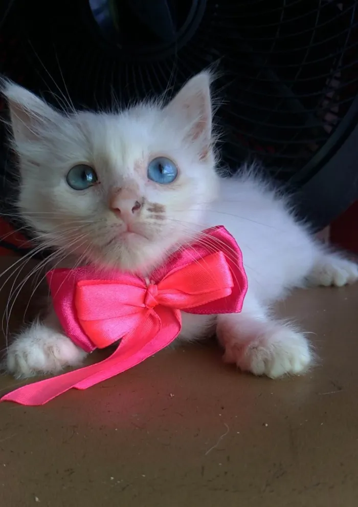 Gato ra a SRD-ViraLata idade 2 a 6 meses nome Keike