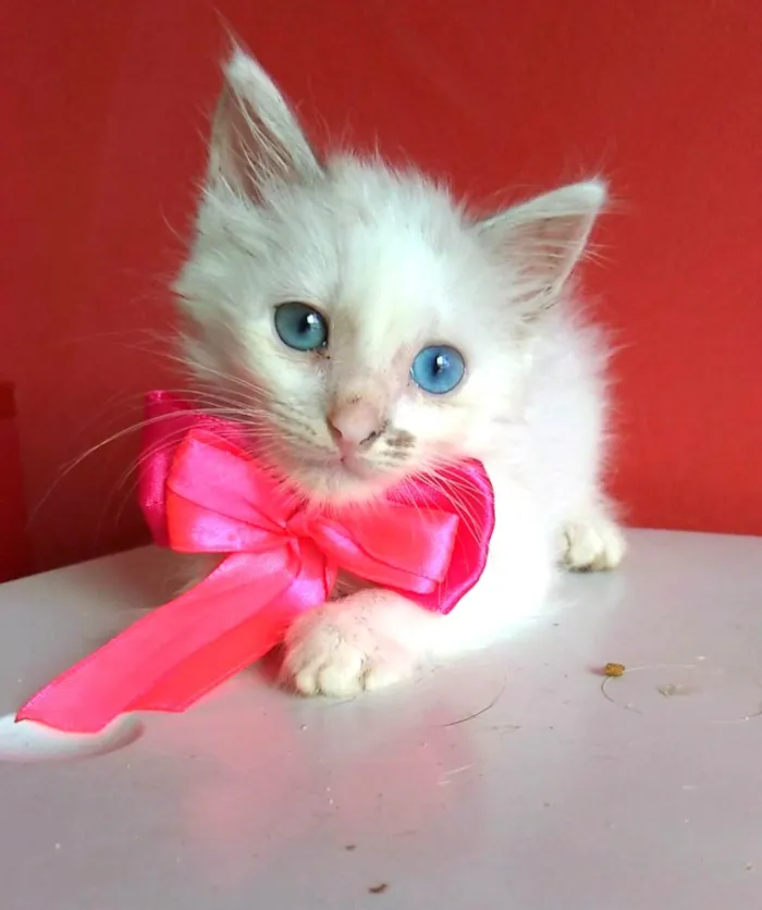 Gato ra a SRD-ViraLata idade 2 a 6 meses nome Keike