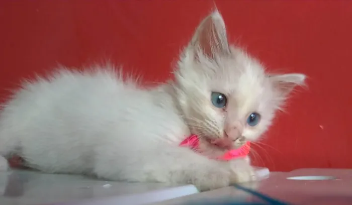 Gato ra a SRD-ViraLata idade 2 a 6 meses nome Keike