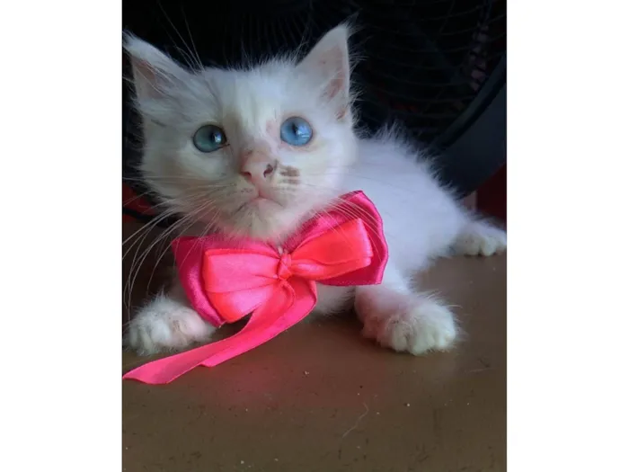 Gato ra a SRD-ViraLata idade 2 a 6 meses nome Keike