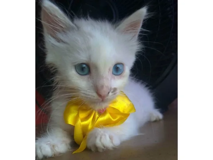 Gato ra a SRD-ViraLata idade 2 a 6 meses nome Keike