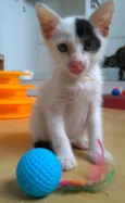 Tobias