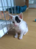 Tobias