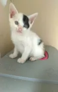 Tobias