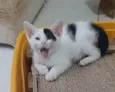 Tobias