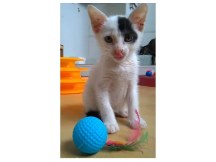 Gato ra a SRD-ViraLata idade 2 a 6 meses nome Tobias