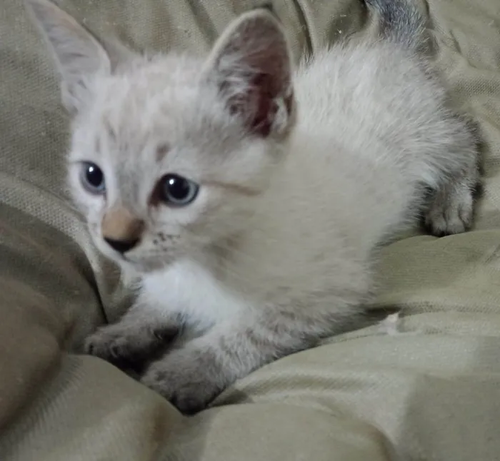 Gato ra a SRD-ViraLata idade 2 a 6 meses nome Jade
