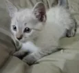 Jade