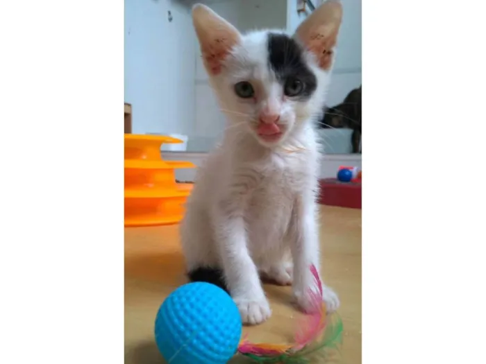 Gato ra a SRD-ViraLata idade 2 a 6 meses nome Tobias