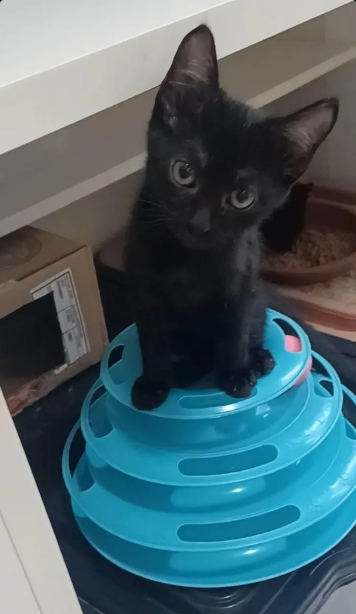 Gato ra a SRD-ViraLata idade 2 a 6 meses nome CHOKITO 