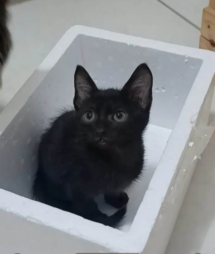 Gato ra a SRD-ViraLata idade 2 a 6 meses nome CHOKITO 