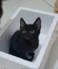 CHOKITO