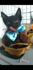 CHOKITO
