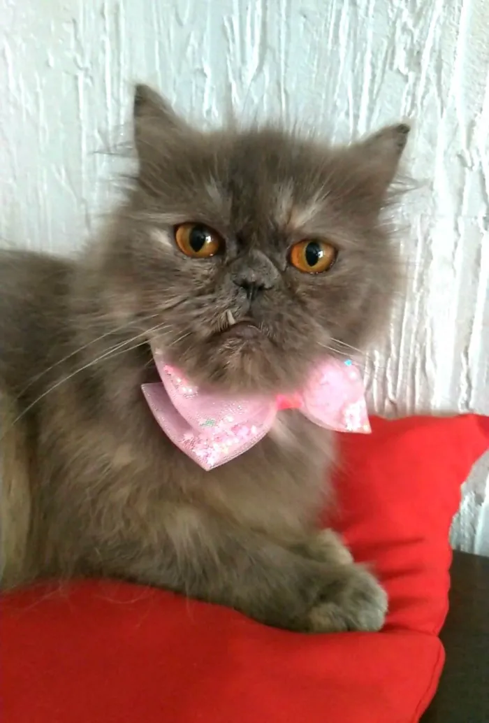 Gato ra a Persa  idade 2 anos nome Aurora
