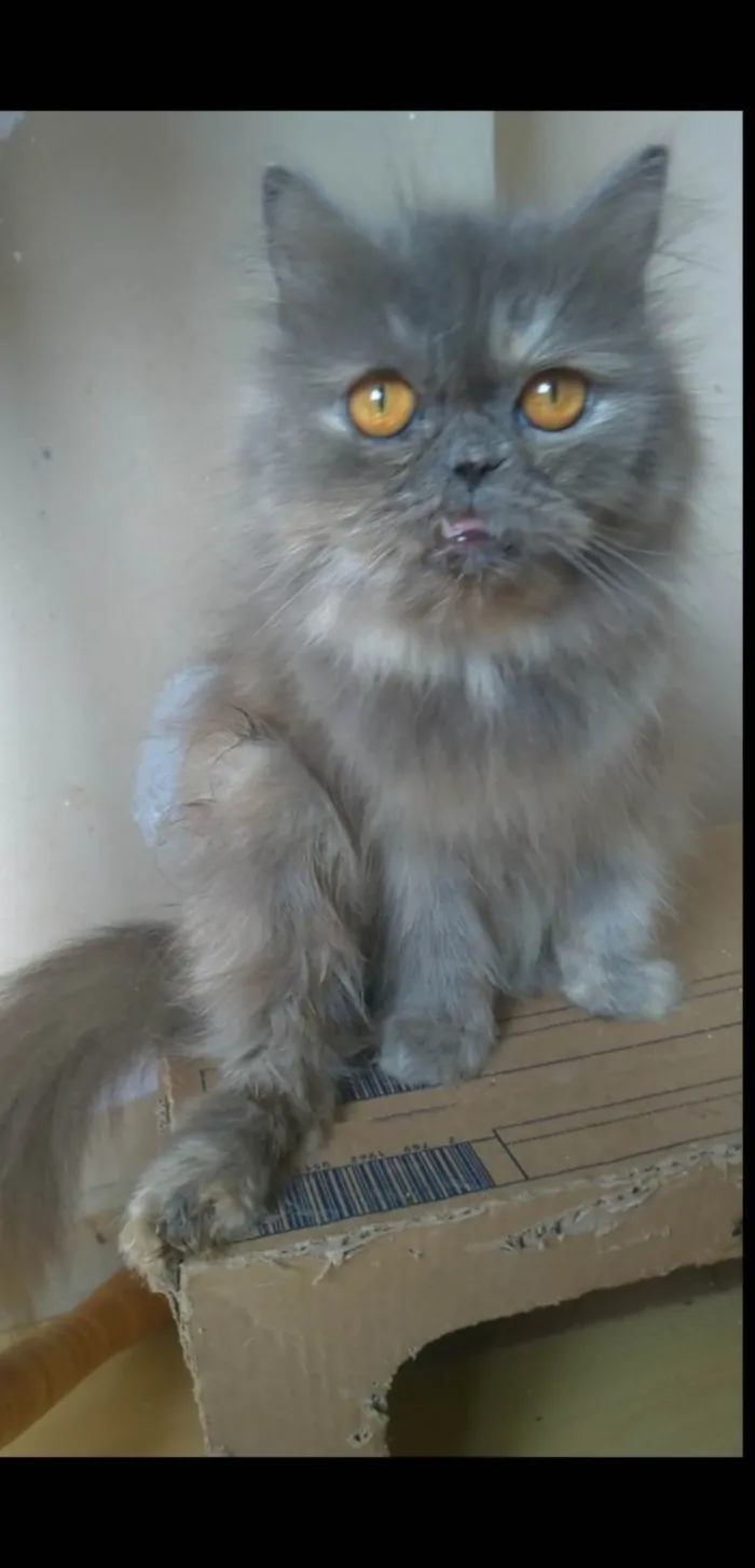 Gato ra a Persa  idade 2 anos nome Aurora