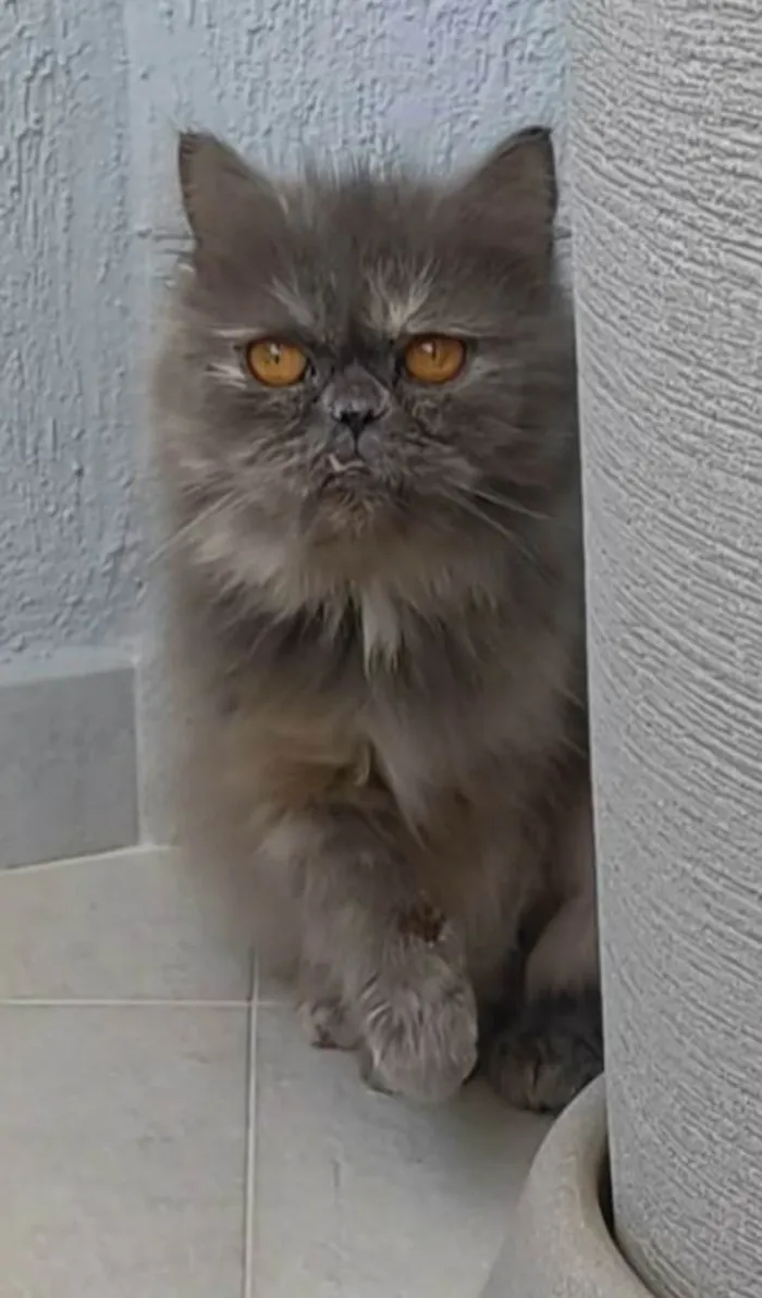 Gato ra a Persa  idade 2 anos nome Aurora