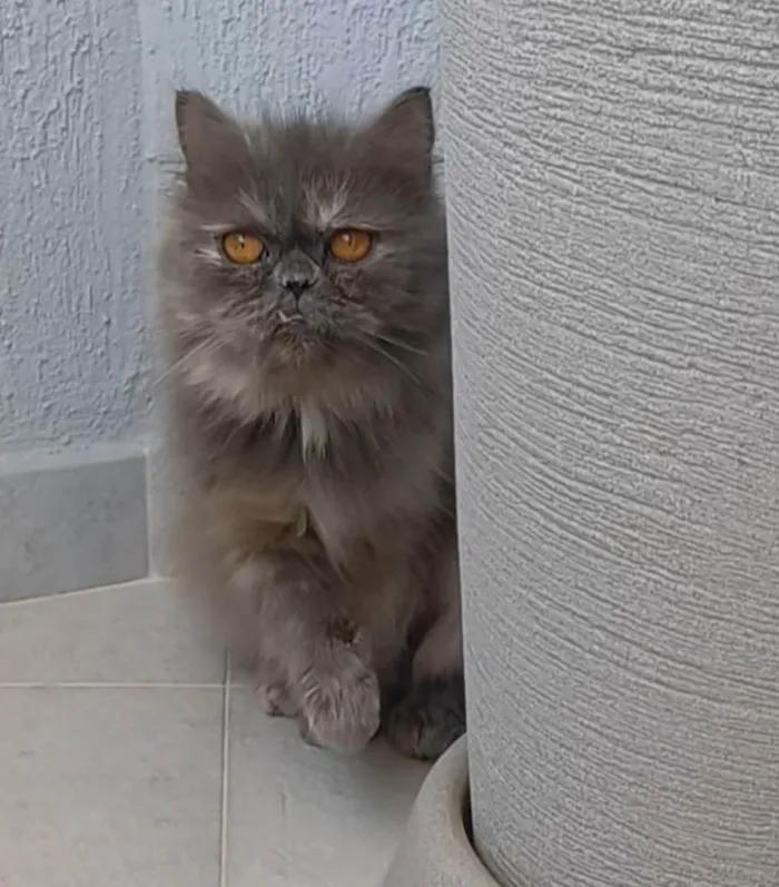 Gato ra a Persa  idade 2 anos nome Aurora