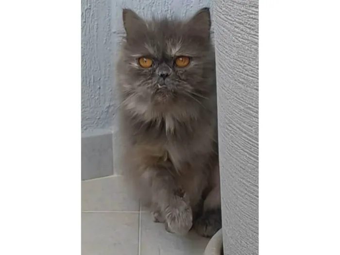Gato ra a Persa  idade 2 anos nome Aurora
