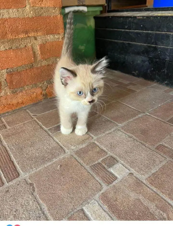 Gato ra a Sem raça  idade Abaixo de 2 meses nome Luke